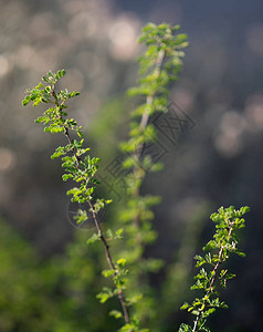 白天的沙漠植物在浅色焦点下与背景图片