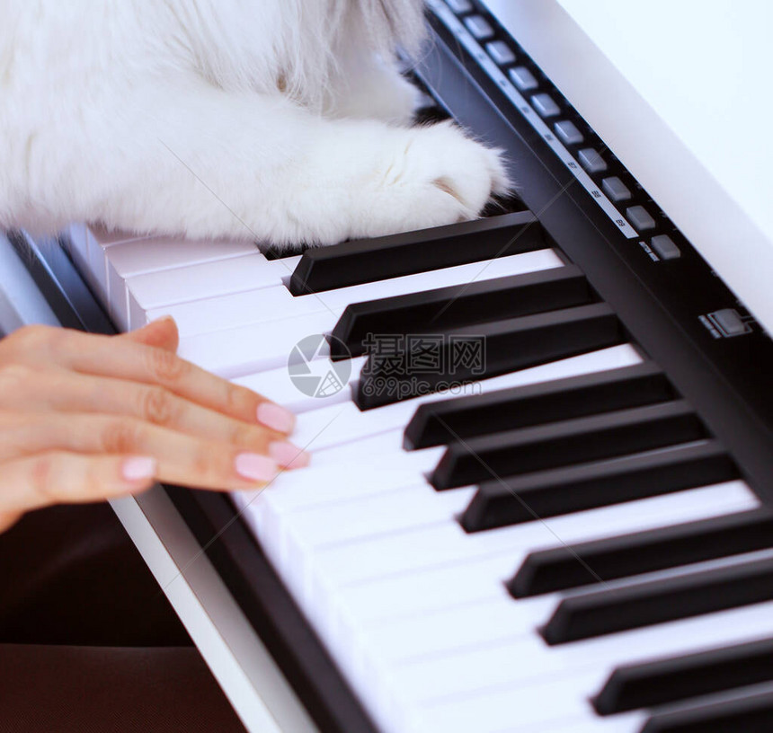 猫爪在钢琴键上的特写一个离焦的年轻女孩的手演奏音乐创造音乐教学创造力和音乐教育的概念音乐日我图片