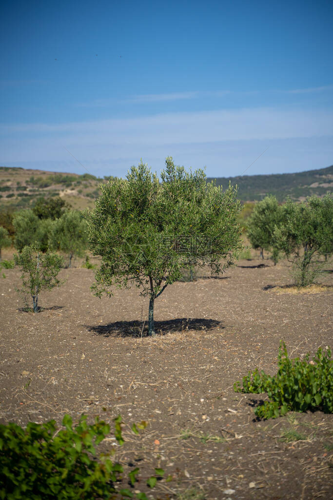 年轻的橄榄树准备迎接第一个图片