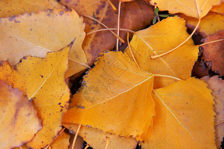 秋天背景黄色落叶在地上图片