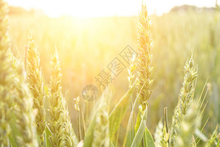 田野农场小麦地貌图片