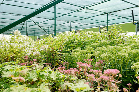 各种花朵和绿色植物种类繁多图片