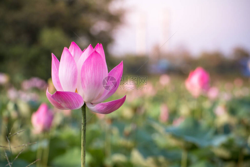 在游泳池自然界中美丽的粉红莲花的盛开图片