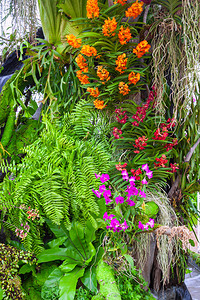 冬日或春日兰花园中的兰花用于美容和农业设计的兰花园图片