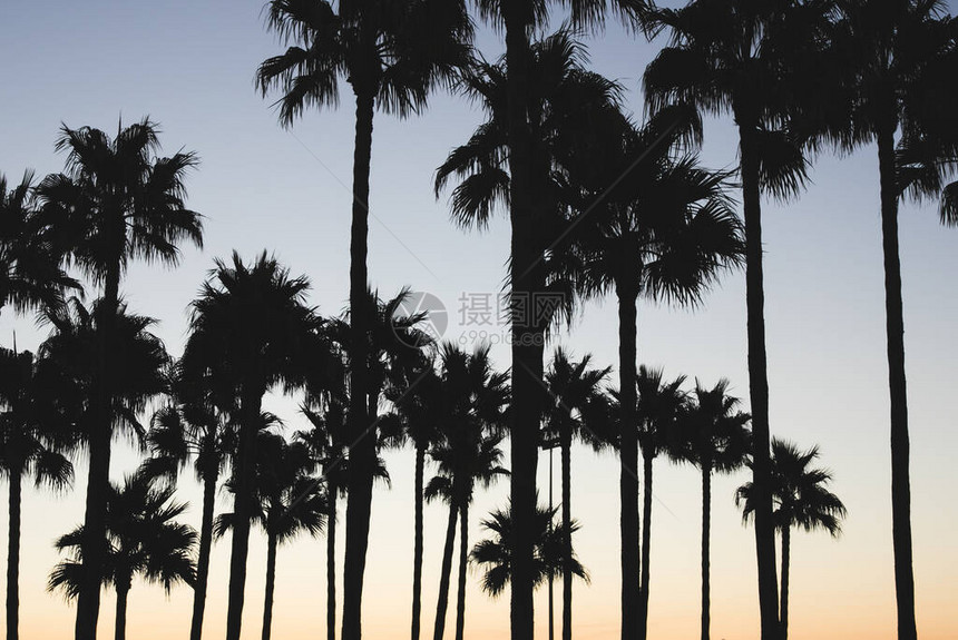 在日落的棕榈树在蓝天背景图片