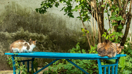 两只流浪猫坐在房子附图片