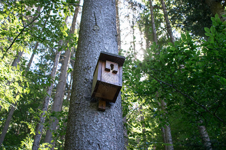 林中树上的鸟屋夏日图片