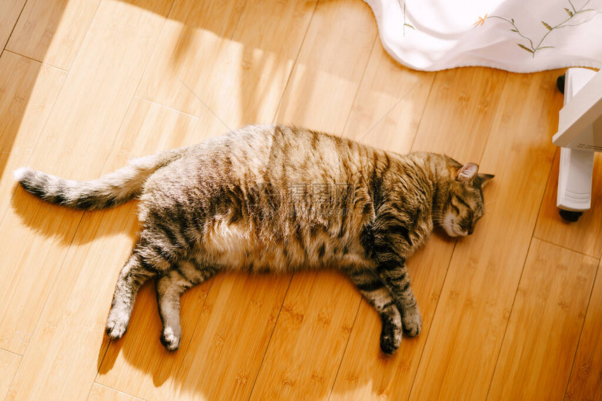 木地板上的胖灰色毛茸的猫高品质照片图片