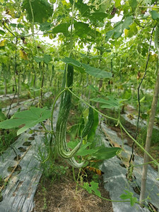 蛇瓜蔬菜种植农场的景图片