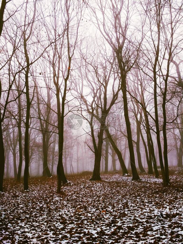 有雾的森林每年冬天图片
