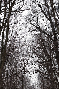 森林中的冬树枝叶对准天空此图片