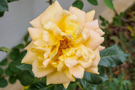 花园里的黄玫瑰花图片
