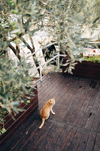 从树底木板的木板上可以看到地板上一只姜猫背部的顶端景色图片