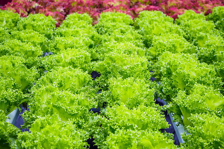 水栽培蔬菜农场系统中的新鲜有机绿叶图片
