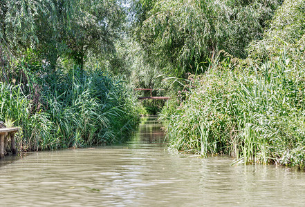 多瑙河生物圈保护区Belgorodske河在乌克兰维尔科韦的夏季风景图片