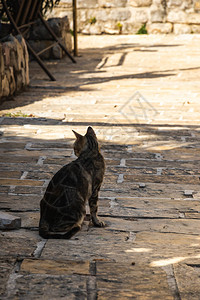 黑山布德瓦老城的猫和其他动物欧洲老建筑图片