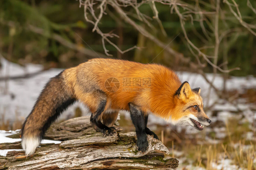 一只红狐在白雪皑的环境中寻找图片