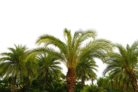 热带地区热带雨林中的古老棕榈树与图片
