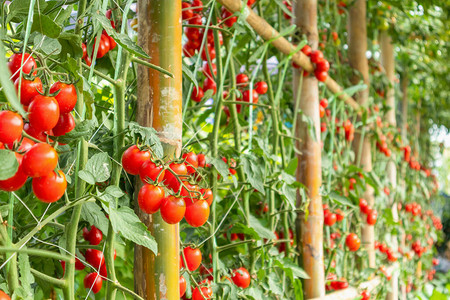 新成熟的红西番茄植物生长有图片