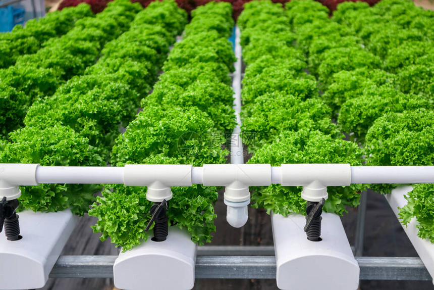 水栽培蔬菜农场系统中的新鲜有机绿叶图片