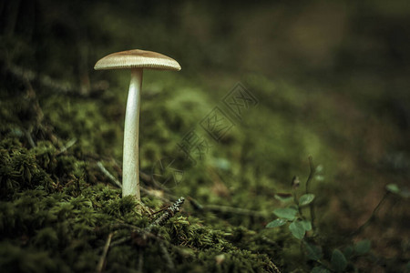 森林长腿上的毒白蘑菇图片