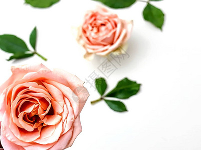 粉红玫瑰白背景复图片