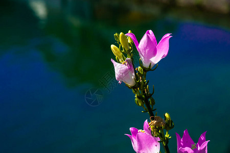 黑山深蓝色池塘背景下美丽的粉红色花朵图片