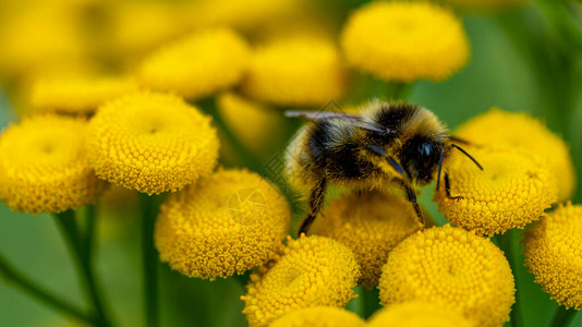 花朵上的小蜜蜂宏观图片