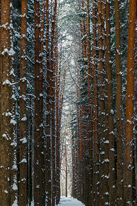 雪林中的光滑小巷冬季森图片