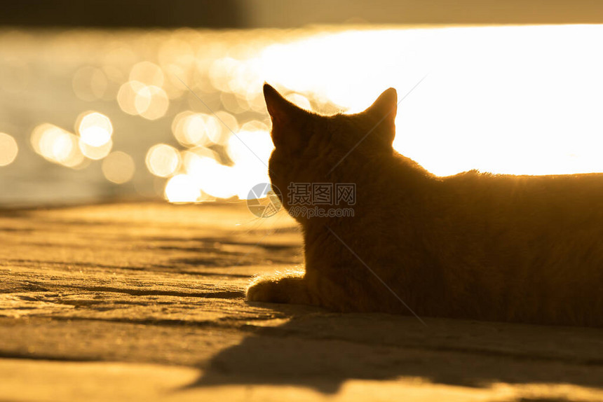 猫是黑山海城的栖息者图片