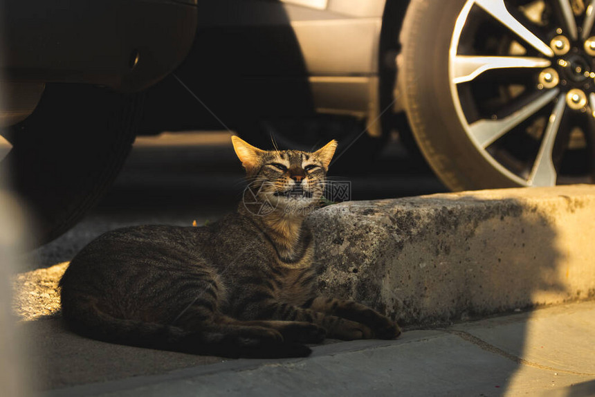 猫是黑山海城的栖息者图片