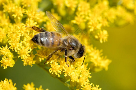 一只蜜蜂从华盛顿斯波卡内马尼托公园的黄色花图片