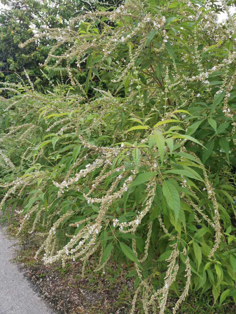 Buddlejaasiatica嫩落叶灌木植物图片