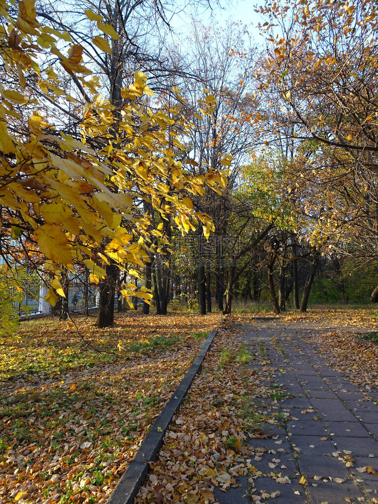 秋天公园的小巷里满是落叶和黄树冠图片