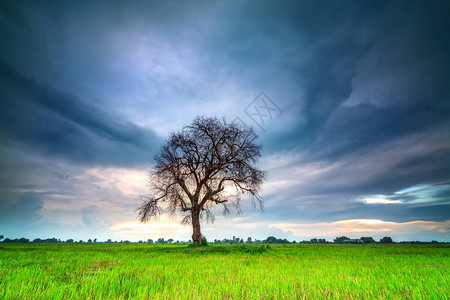 越南农村日落背景美丽的稻田上古老的西兹吉姆子树的圆图片