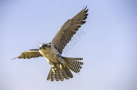 飞向蓝天的猎鹰FalcoPereg图片