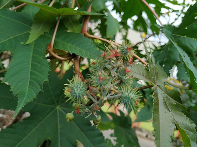 蓖麻油植物特写镜头蓖麻蓖麻或棕榈是大戟科多年生开花植物它是单型属的图片