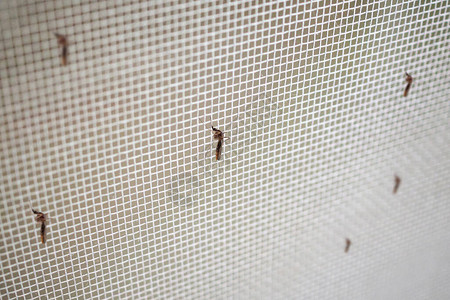 许多蚊子在昆虫网线屏幕上的蚊子关闭高清图片