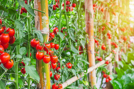 新鲜成熟的红番茄植物生长有机温图片