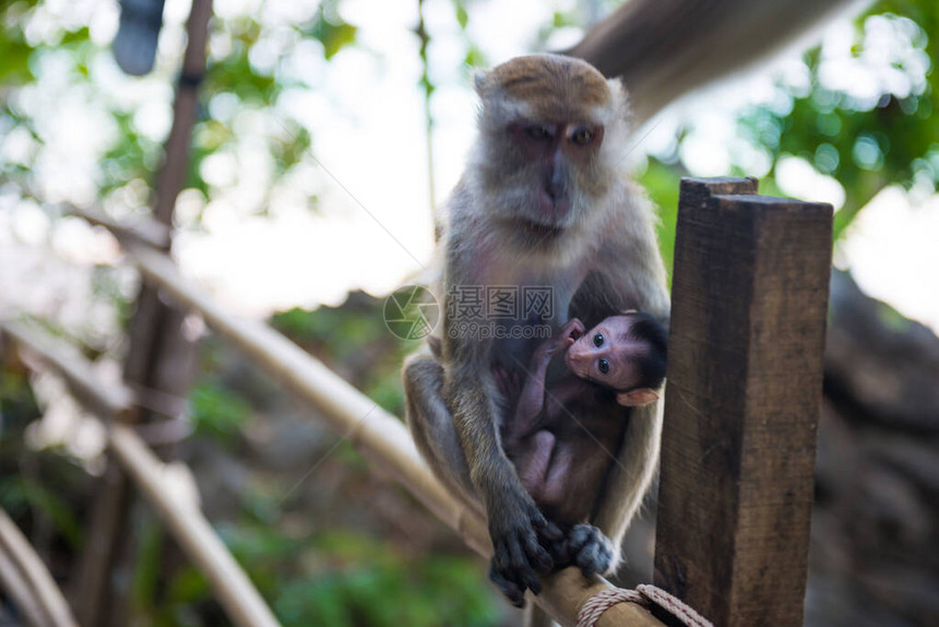 可爱的动物家庭马卡克猴子坐在竹栏杆上图片