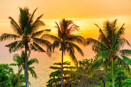 日落时的棕榈树日落海上椰子树的景观图片