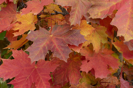从曲折垂悬的红色秋叶图片