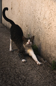黑山的Tabbyoldcat在图片