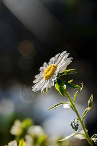 白花菊花或贝利斯珀尼斯夏天阳光图片