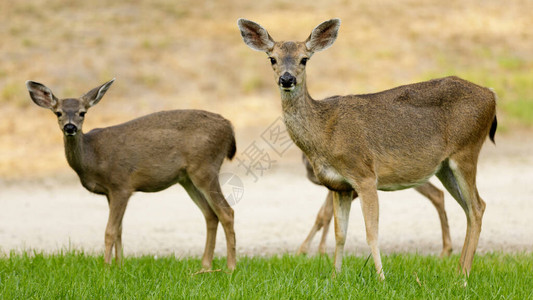注意黑尾巴的鹿母和婴儿在草地上放牧的图片