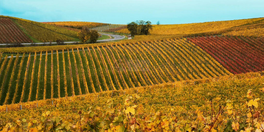从上面看德国或法国连绵起伏的丘陵上黄红色欧洲葡萄园模糊的秋季景观图片