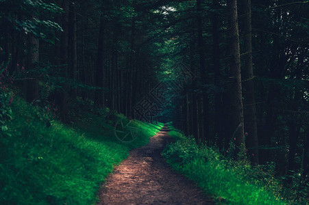 夏季黑暗森林的曲线路径背景图片