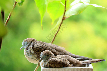 在巴尔科尼花园的木板上边靠站着野生ZebraDove母图片