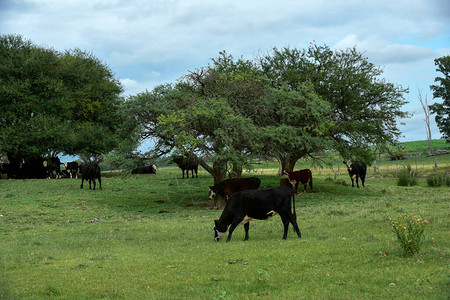 阿根廷巴塔哥尼亚帕斯乡村的Pam图片