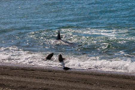 虎鲸狩猎海狮巴尔德斯半岛巴塔图片